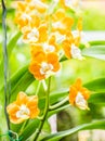 Dendrobium orchid, chiangmai Thailand