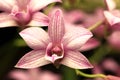 Dendrobium orchid flower Royalty Free Stock Photo