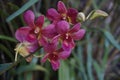 The dendrobium orchid flowers Royalty Free Stock Photo