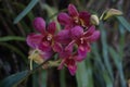 The dendrobium orchid flowers Royalty Free Stock Photo