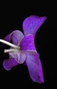 Dendrobium Orchid