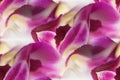 Dendrobium orchid lei abstract Royalty Free Stock Photo
