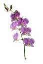 Dendrobium orchid purple