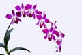 DENDROBIUM ORCHID BICOLOR PURPLE/WHITE ISOLATED BACKGROUND
