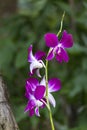 DENDROBIUM ORCHID BICOLOR PURPLE/WHITE ISOLATED BACKGROUND