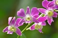 Dendrobium orchids with bright flower colors and look very beautiful Royalty Free Stock Photo