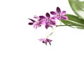 Dendrobium orchids flowers isolated on white