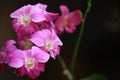 Dendrobium Orchids Plants with pink yellow white color,Group of Orchids Flower and branch with black background Royalty Free Stock Photo