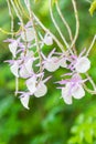 Dendrobium primulinum. Royalty Free Stock Photo