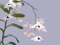 Dendrobium pulchellum Royalty Free Stock Photo