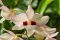 Dendrobium pulchellum, ORCHIDACEAE. Royalty Free Stock Photo