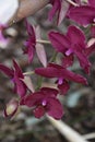 The dendrobium red wine flowers Royalty Free Stock Photo