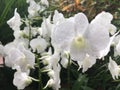 Dendrobium Stefanie Sun hybrid orchid flower