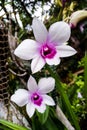 Dendrobium Twins White and Purple Orchids in a garden