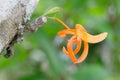 Dendrobium unicum Royalty Free Stock Photo