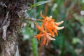 Dendrobium unicum Royalty Free Stock Photo