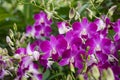 Dendrobiums orchids in the garden Royalty Free Stock Photo