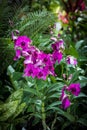 Dendrobiums orchids in the garden Royalty Free Stock Photo