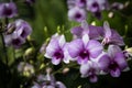 Dendrobiums orchids in the garden Royalty Free Stock Photo