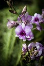 Dendrobiums orchids in the garden Royalty Free Stock Photo