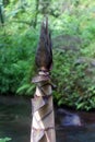 Dendrocalamus giganteus, commonly known as giant bamboo