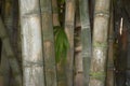 Dendrocalamus giganteus culms close up