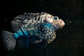 Dendrochirus zebra, known commonly as the zebra turkeyfish or zebra lionfish among other vernacular names Royalty Free Stock Photo