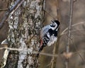 Dendrocopos leucotos, White-backed Woodpecker