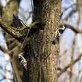 Dendrocopos leucotos, White-backed Woodpecker