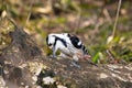 Dendrocopos leucotos, White-backed Woodpecker