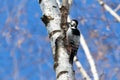 Dendrocopos leucotos, White-backed Woodpecker.