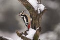 Great Spotted Woodpecker, Dendrocopos major, in wintersnow Royalty Free Stock Photo