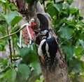 GreatÃÂ spottedÃÂ woodpecker - Dendrocopos major pinetorum