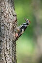 Dendrocopos medius, Middle spotted woodpecker