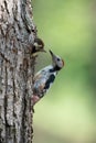 Dendrocopos medius, Middle spotted woodpecker Royalty Free Stock Photo
