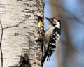 Dendrocopos minor, Lesser Spotted Woodpecker Royalty Free Stock Photo
