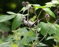 Dendrocopos minor, Lesser Spotted Woodpecker Royalty Free Stock Photo