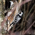 Dendrocopos minor, Lesser Spotted Woodpecker Royalty Free Stock Photo