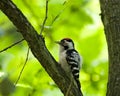 Dendrocopos minor, Lesser Spotted Woodpecker Royalty Free Stock Photo