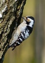 Dendrocopos minor, Lesser Spotted Woodpecker Royalty Free Stock Photo