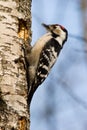 Dendrocopos minor, Lesser Spotted Woodpecker Royalty Free Stock Photo