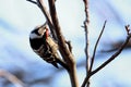 Dendrocopus minor, Aves Royalty Free Stock Photo