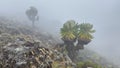 Dendrocrests in the high mountain steppes of Kilimanjaro. African unique plant. Mountain landscape