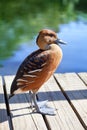 Dendrocygna bicolor whistling duck fulvous color on bright blue water of lake, green trees and wooden background close up