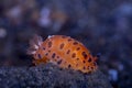 Nudibranch Dendrodoris guttata Royalty Free Stock Photo