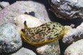 Dendrodoris limbata Nudibranch Royalty Free Stock Photo