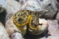 Dendrodoris limbata Nudibranch Royalty Free Stock Photo