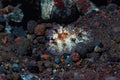 Dendrodoris tuberculosa Nudibranch Royalty Free Stock Photo