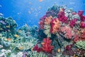 Dendronephthya soft corals
