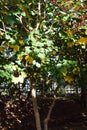 Dendropanax trifidus yellow leaves Royalty Free Stock Photo